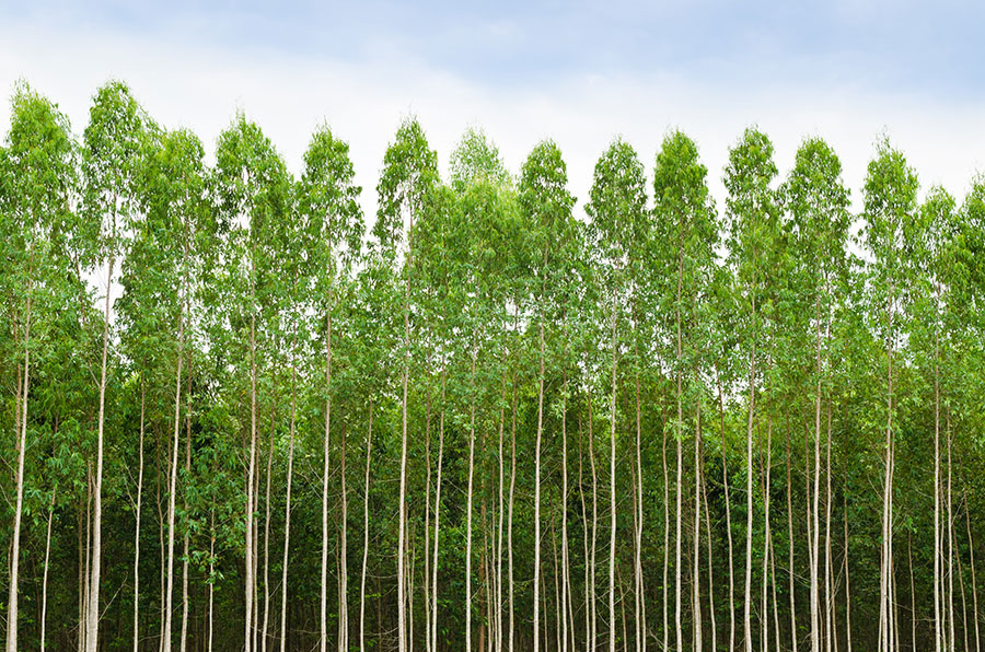 Pinus e Eucalipto